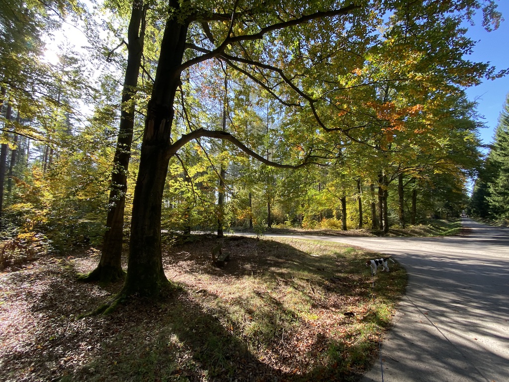 Gruppenseminar Trauerredner werden - Beispielbild Herbstlandschaft